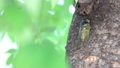 Cicadas sticking to trees 80843786