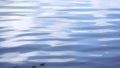 4k video of rippled water in lake flow smooth nature background. 81299452
