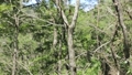 雑木林をたゆたう枯葉、クモの糸に付着　福島県只見町 81625402