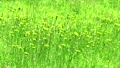 風に揺れる野の花 82305669