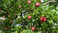 収穫期を迎えた赤いリンゴ 82429251