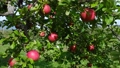 収穫期を迎えた赤いリンゴ 82429254