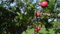 収穫期を迎えた赤いリンゴ 82429255