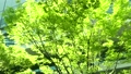東京、丸の内、ケヤキの木と光 82956292