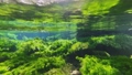 上高地の清流「清水川」の水中映像 83084417