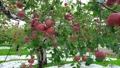 収穫を迎えた赤いりんご（ふじ） 83176036