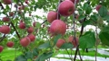 収穫を迎えた赤いりんご（ふじ） 83176037