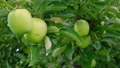 王林（おうりん）という品種の青リンゴの動画素材 83208729
