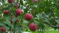 雨降りの赤く完熟しているリンゴの動画素材 83220728