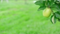王林（おうりん）という品種のリンゴは元々青リンゴ 83220846