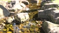 您可以看到石頭和鱂魚沿著溪流移動。 83223773