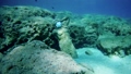 Statue in medicine mask on the bottom of the sea and several fish next to it. 83621049