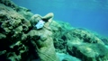 Statue in medicine mask on the bottom of the sea and several fish next to it. 83621051
