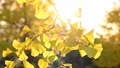 東京の秋の紅葉景色　銀杏の木（4K） 83710084