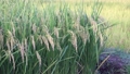 米が実ってきたの田んぼ（夏、9月、日本） 83834330