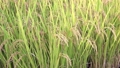 米が実ってきたの田んぼ（夏、9月、日本） 83834331