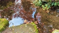 庭園の池に沈む真っ赤な紅葉（もみじ園） 83862682