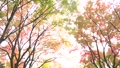 Beautiful scenery in the autumn park 84053158