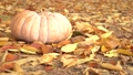 A pumpkin on the leaves blown by the wind 84053159