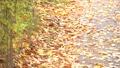 fallen leaves on the road in autumn 84053161