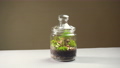 Glass vase florarium with different type of plants inside. 84132125