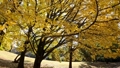 鮮やかに黄葉したイチョウの大木と木漏れ日 84136125