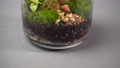 Closeup view on glass florarium vase with different type of plants inside. 84223105