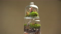 Glass florarium vase with different type of plants inside. 84223330