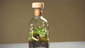 Bottle florarium vase with different type of plants inside. 84291249