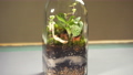 Glass florarium vase with different type of plants inside. 84291255