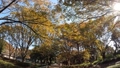 砧公園の綺麗な紅葉を眺めて歩く 84519543
