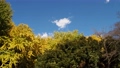 代々木公園の銀杏並木　鮮やかな黄葉と青空、足早に動く白い雲 84519546