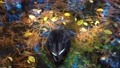 落ち葉がきれいに積もった池で、夢中でエサを探すカルガモ 84519847