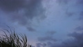 沖縄県宮古島　冬空と風に揺れるサトウキビの葉 84709919