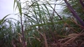 沖縄県宮古島　冬空と風に揺れるサトウキビの葉 84709920