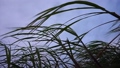 沖縄県宮古島　冬空と風に揺れるサトウキビの葉 84709922