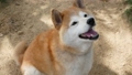 公園でおすわりをしておやつをねだる柴犬 84754275