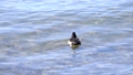 冬の琵琶湖で越冬する水鳥 84996734