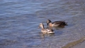 冬の琵琶湖で越冬する水鳥 84996735
