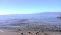 冬の琵琶湖の浜辺で過ごす水鳥達 84996906