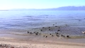 冬の琵琶湖の浜辺で過ごす水鳥達 84996907