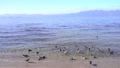 冬の琵琶湖の浜辺で過ごす水鳥達 84996908