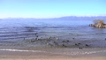 冬の琵琶湖の浜辺で過ごす水鳥達 84996909