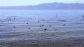 冬の琵琶湖の浜辺で過ごす水鳥達 84996910