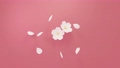 3D構造の桜の花。舞う花びら。 85129932