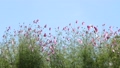 Cosmos flowers lined up under the blue sky 85257647