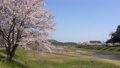 <Shimane Prefecture> Yasugi City, a row of cherry blossom trees on the Iinashi River, Mikazuki Park 85260121