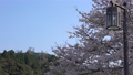 <Shimane Prefecture> Tsukiyama Tomita Castle Ruins and Cherry Blossoms 85260123