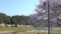 <Shimane Prefecture> Tsukiyama Tomita Castle Ruins and Cherry Blossoms 85260125