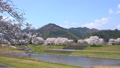 <Shimane Prefecture> Yasugi City, a row of cherry blossom trees on the Iinashi River 85260126